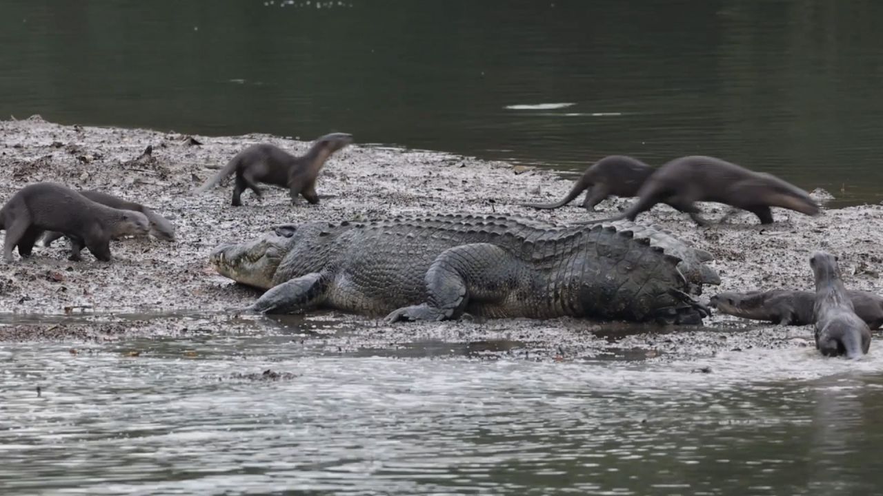 Riskantes Spiel: Otter knabbern am Schwanz von Krokodil