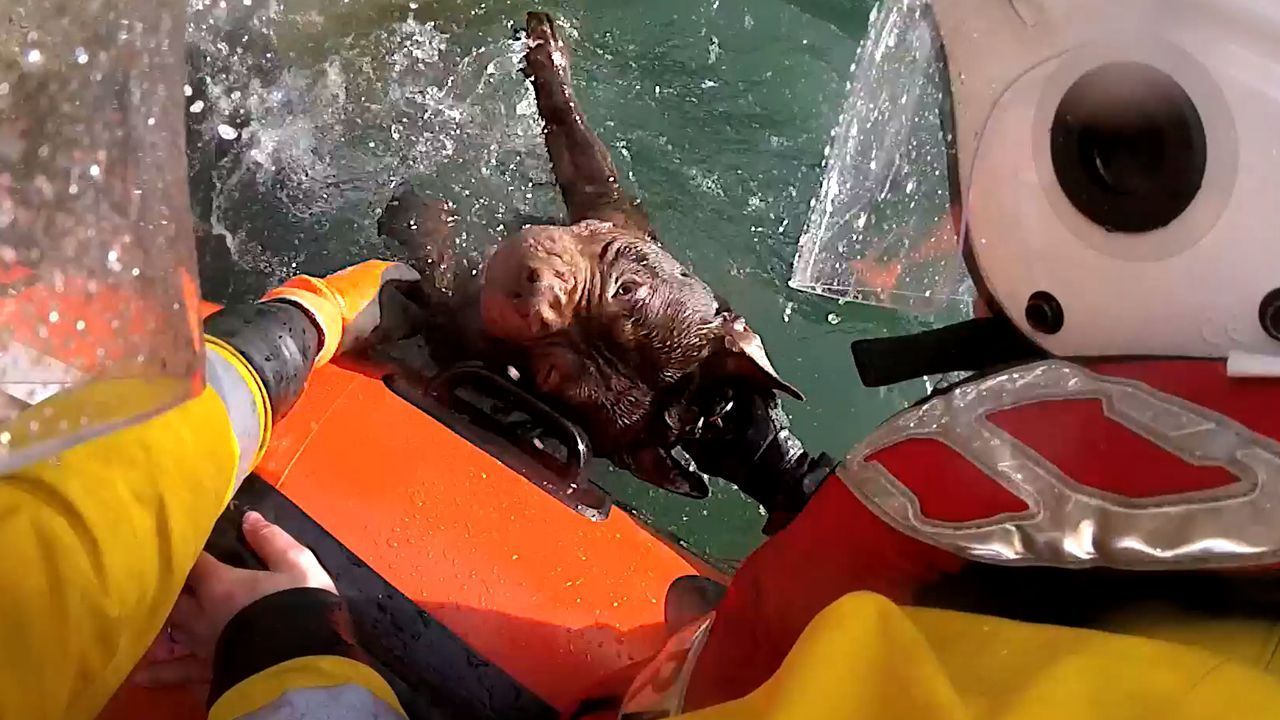 Dog plunged from cliff into the sea: rescued off the coast of Wales