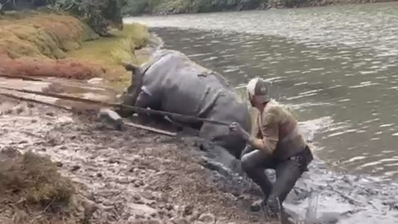 Stuck in the mud: 750-kilo rhino rescued from river