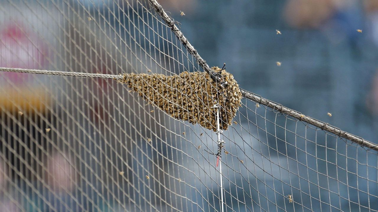 Chaos beim Profi-Baseball: Bienenschwarm sorgt in Phoenix für Verspätung