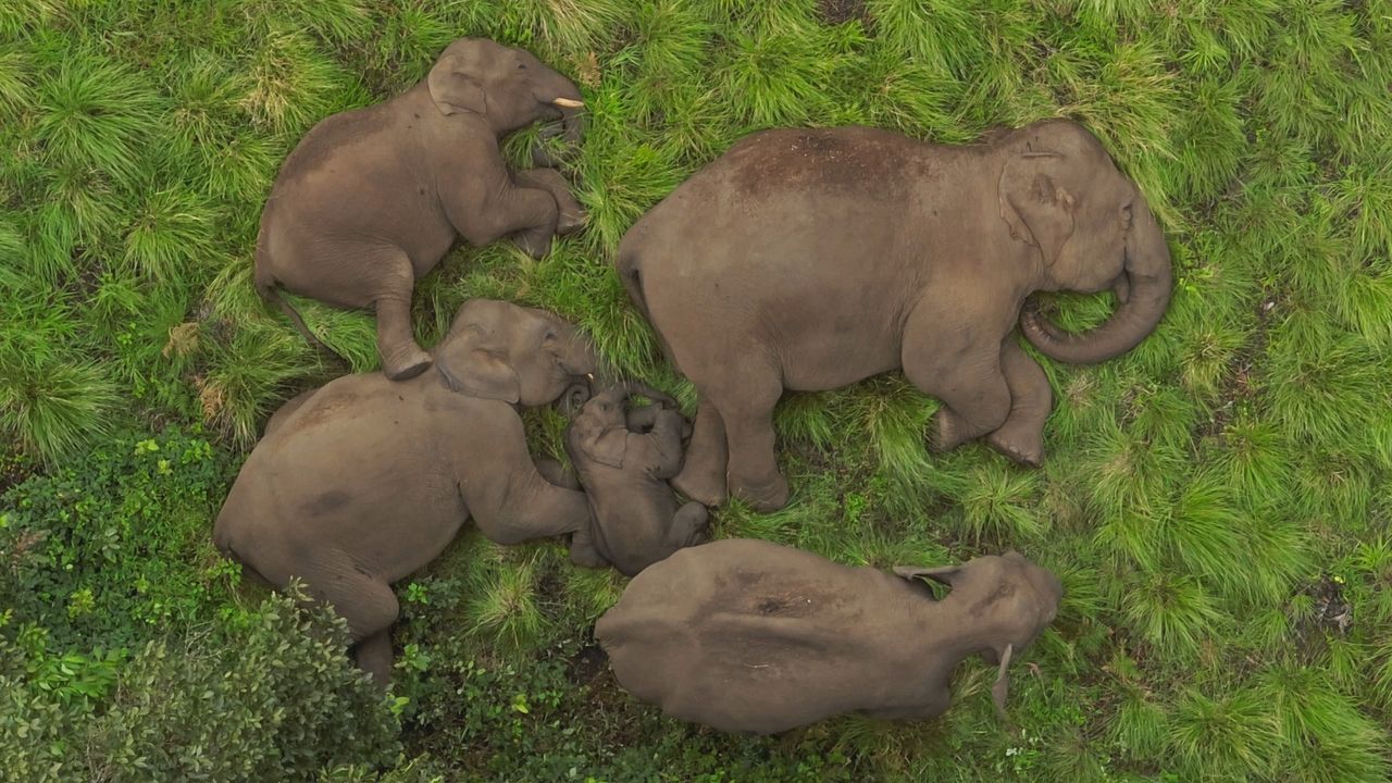Drohne filmt süßen Moment: Elefanten schützen Baby beim Nickerchen