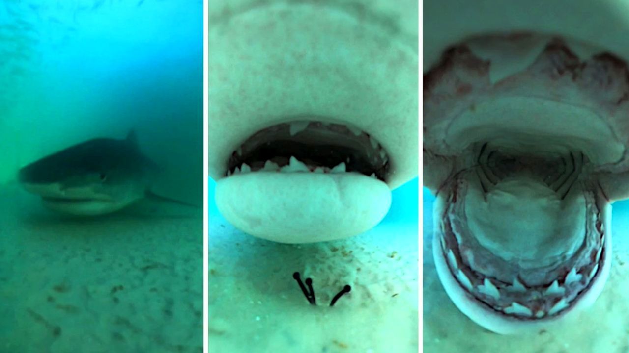 Zum Fressen gern: Haie halten GoPro-Kamera für Snack