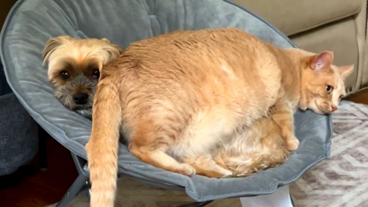 Absolut kein Respekt: Katze macht es sich auf Hund bequem