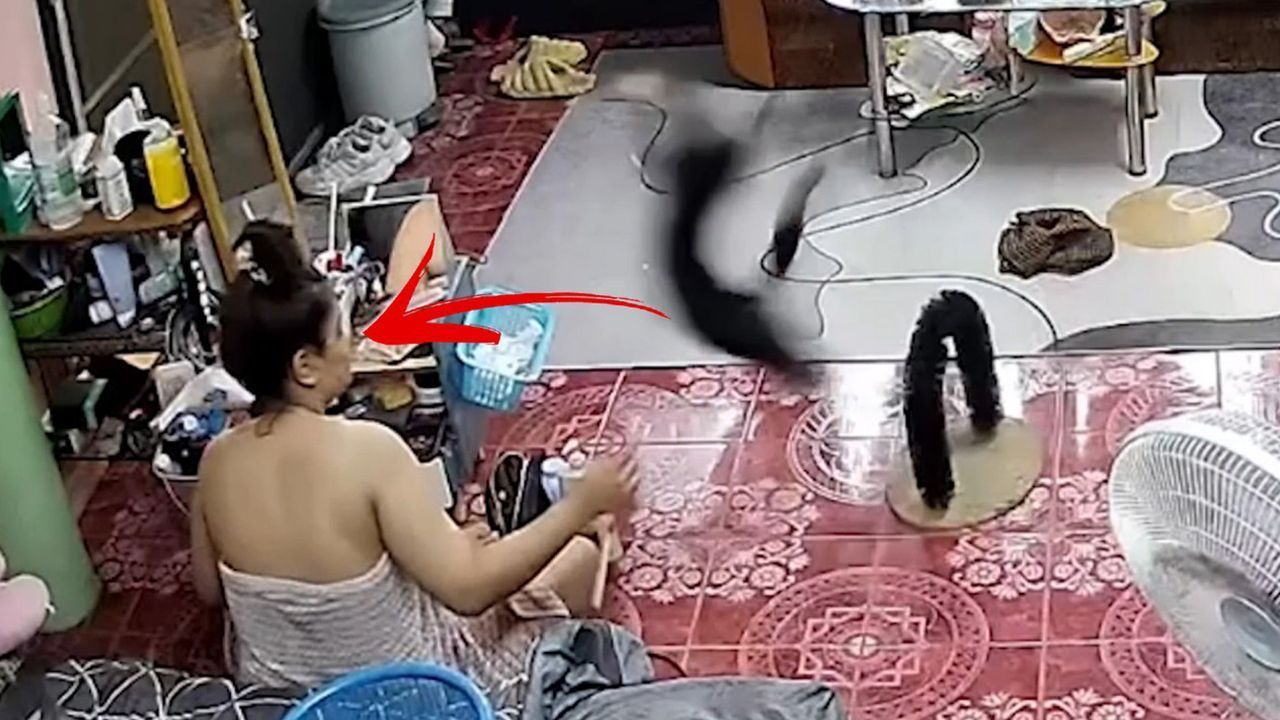 Sprungtritt ins Gesicht: Karate-Katze schockiert Besitzerin