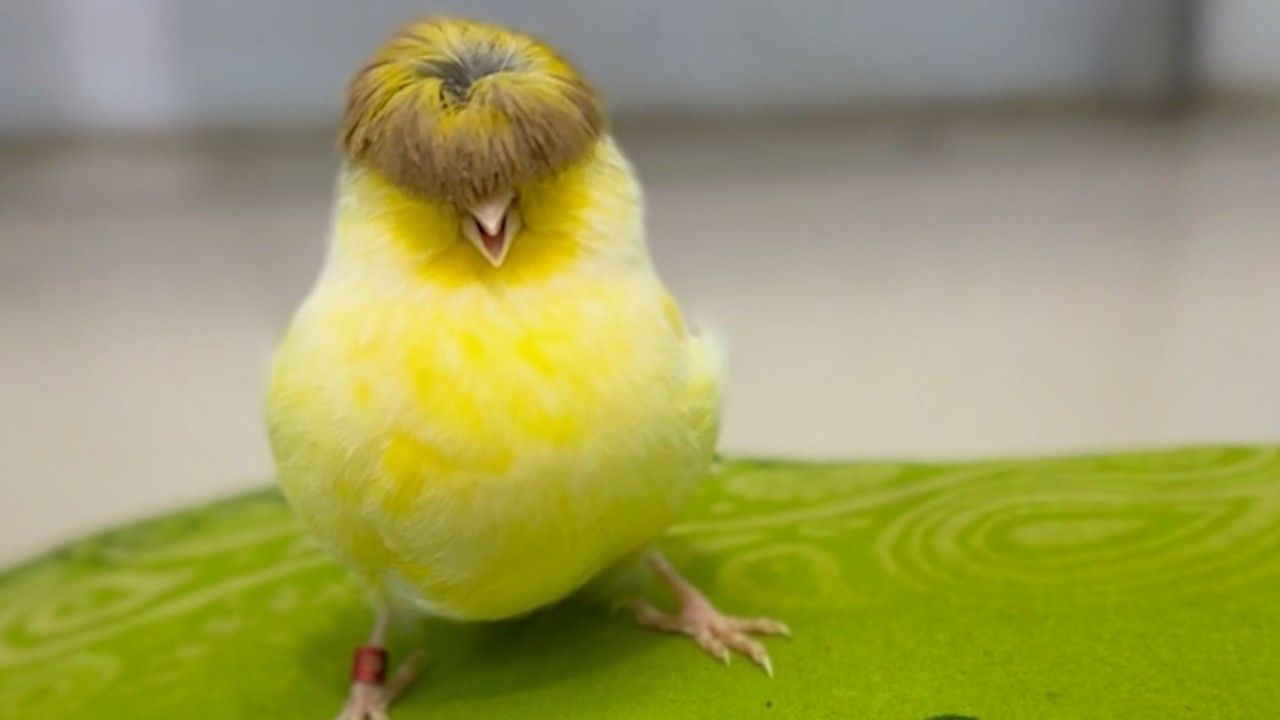 Auffällige Frisur: Kanarienvogel sieht aus wie Donald Trump