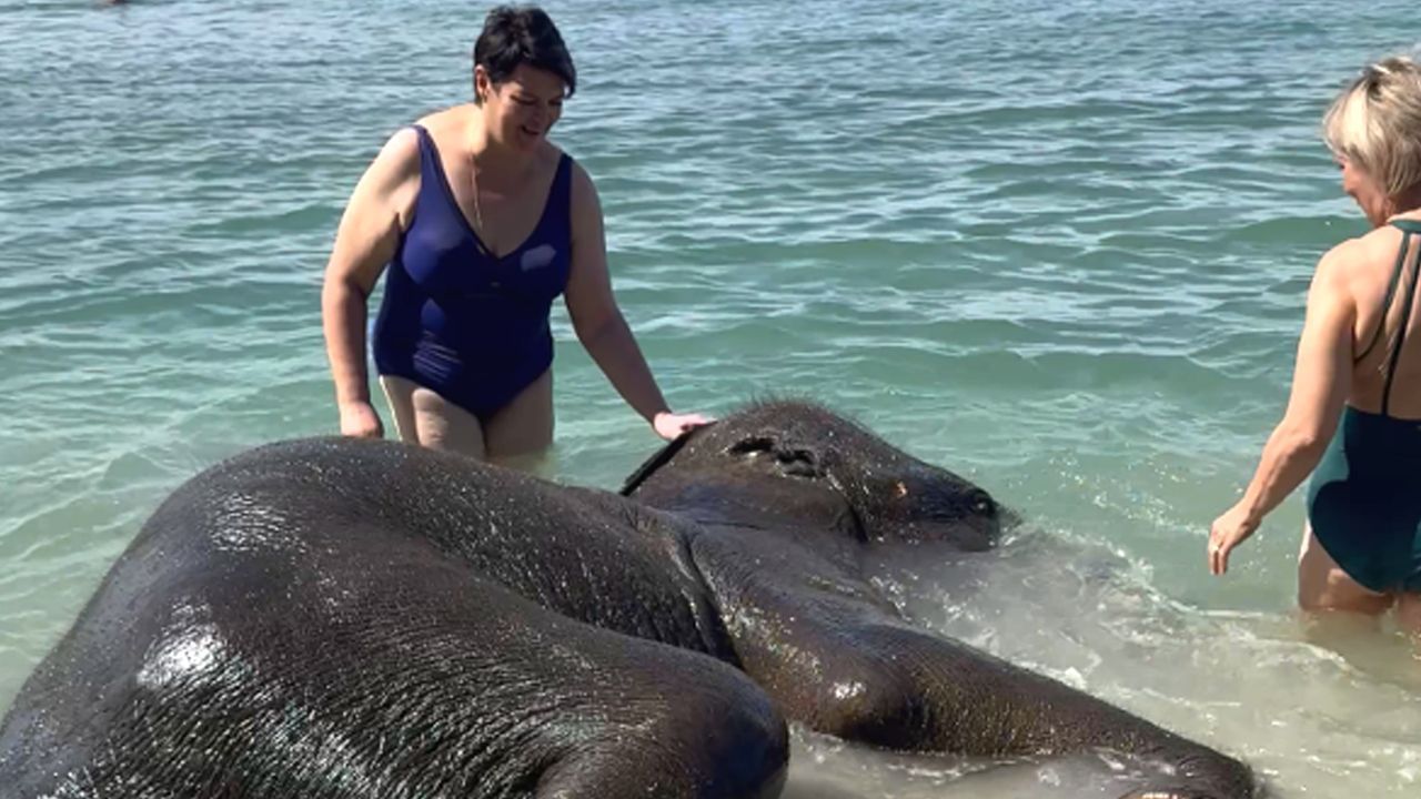 Tierischer Badespaß: Elefanten kühlen sich im Meer ab