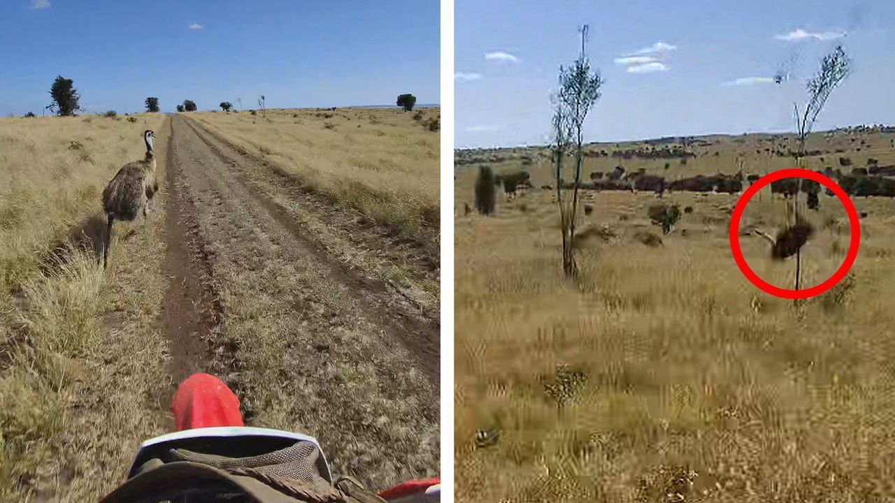Video: Emu ist mit Vollgas unterwegs – das hat Folgen
