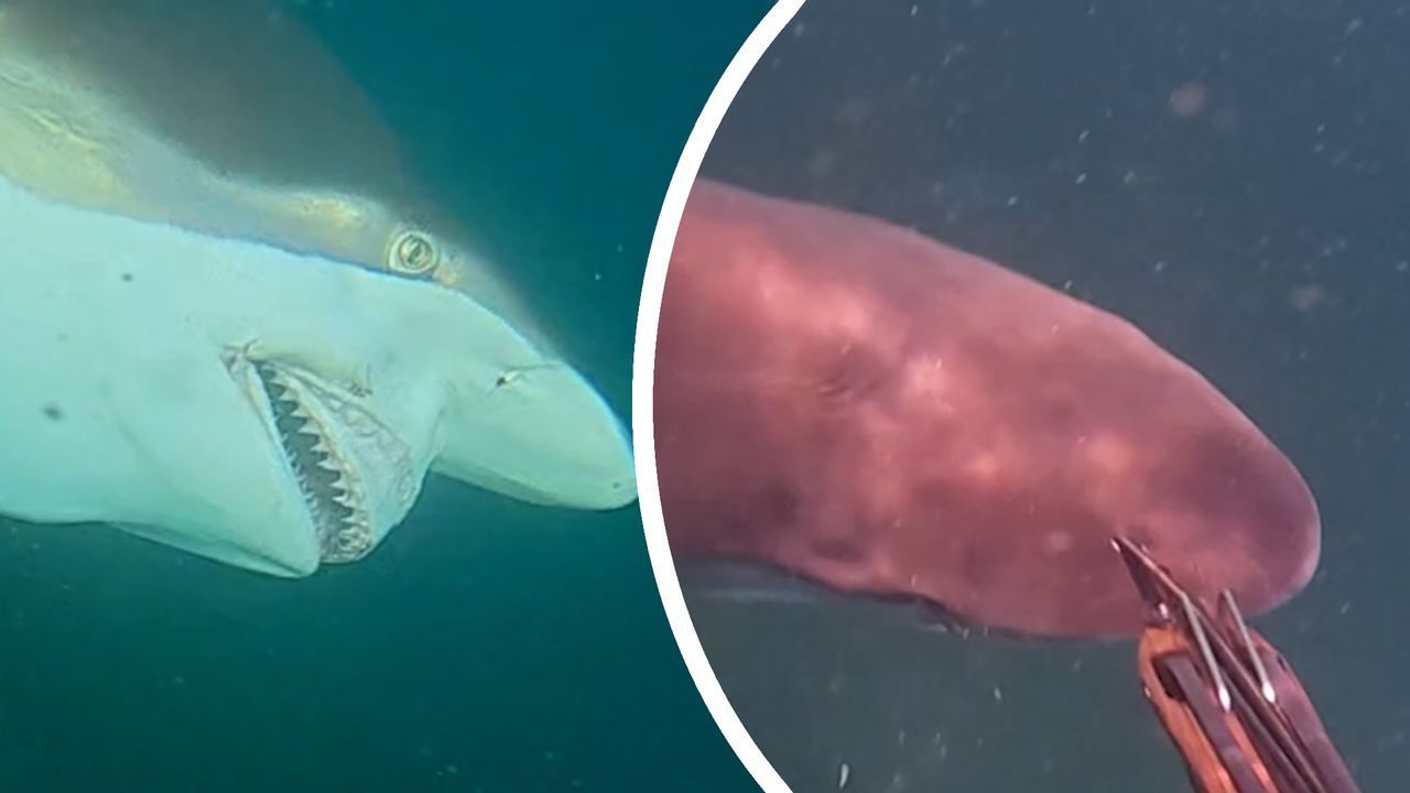 Video: Aggressiver Raubfisch: Hai attackiert Speerfischer