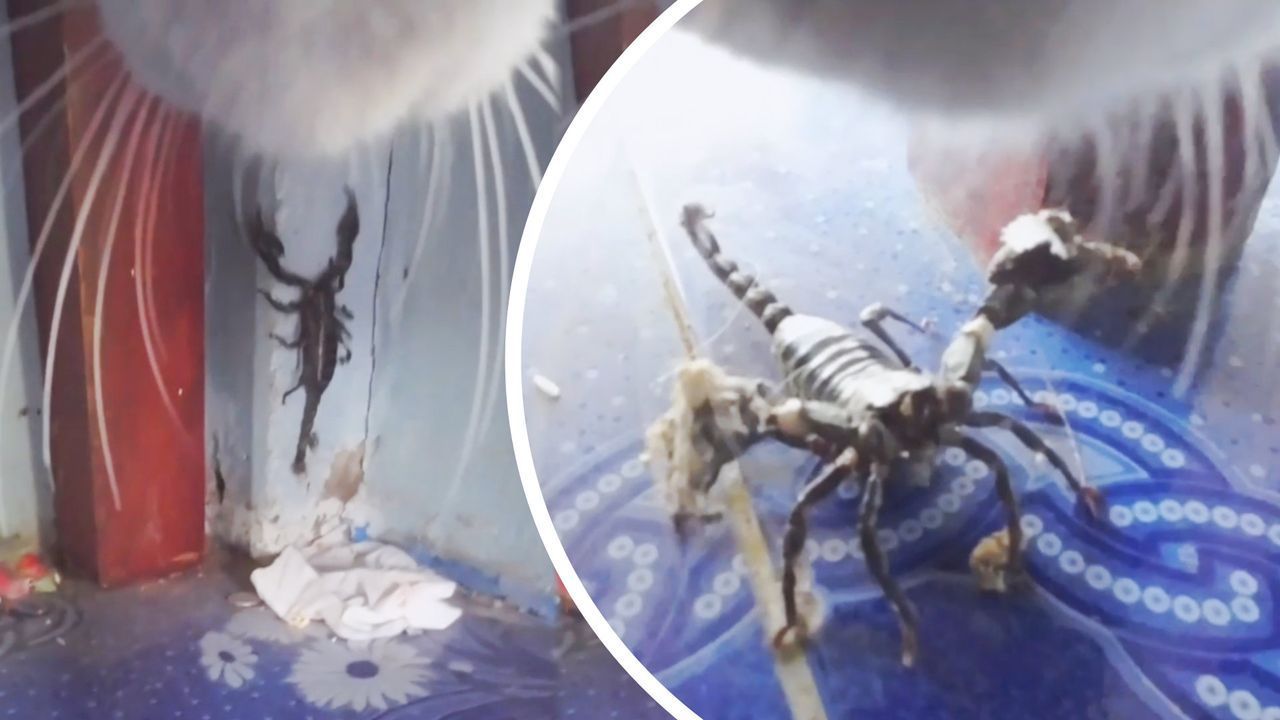 Video: Katzenalltag aus der Egoperspektive: Samtpfote nimmt es mit Skorpion auf