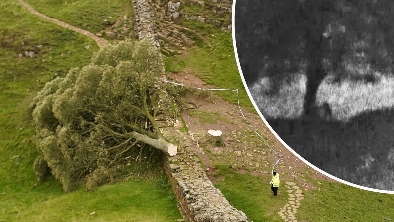 Gefällter Robin-Hood-Baum: Gericht zeigt Handyvideo der Tat in England