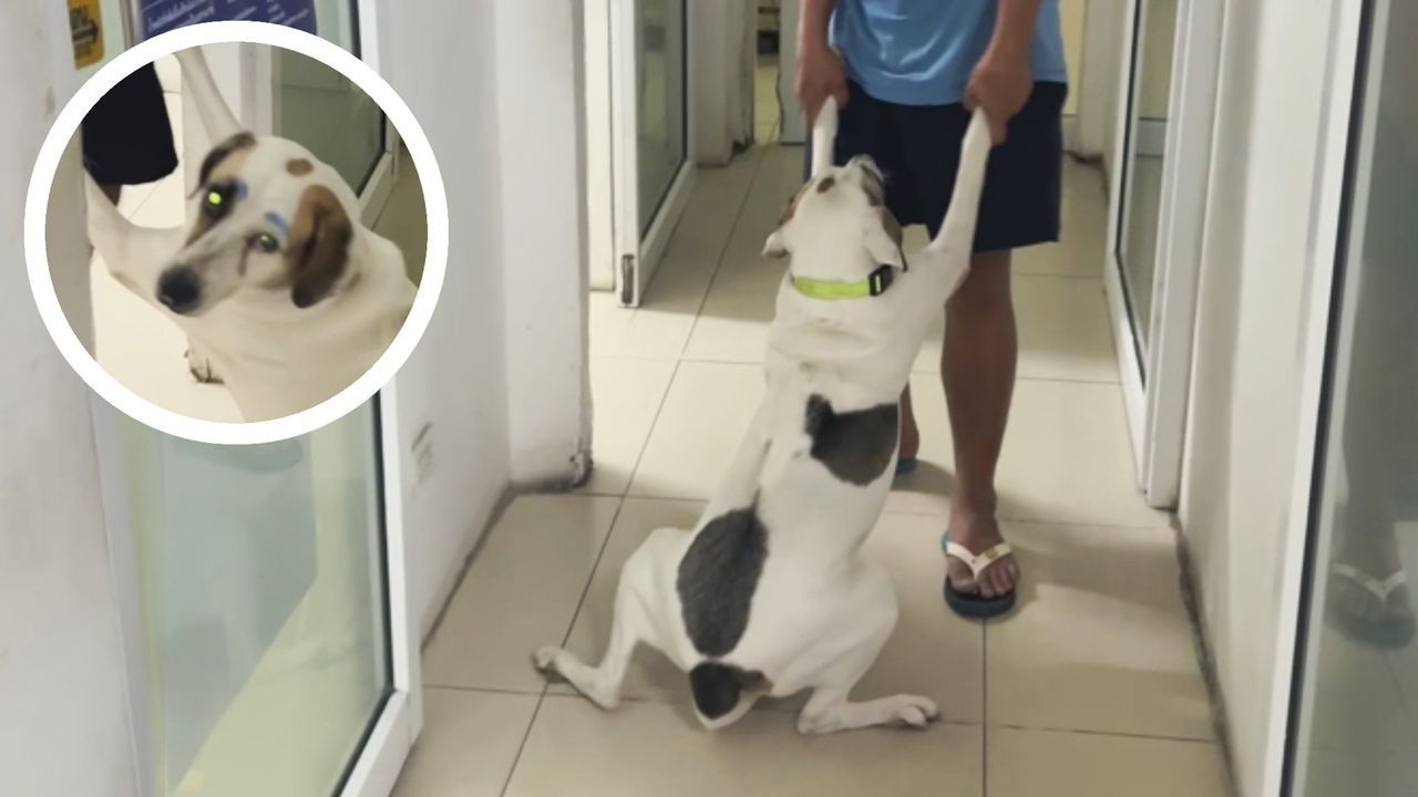 Video: Keinen Schritt weiter – Hündin stellt sich vor Tierklinik stur
