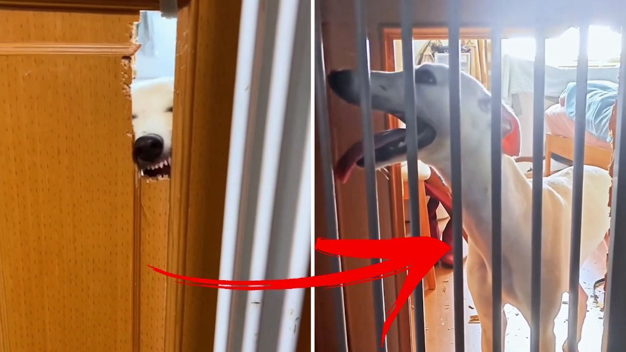 Hund frisst sich durch Wohnzimmertür – und scheitert am Gitter