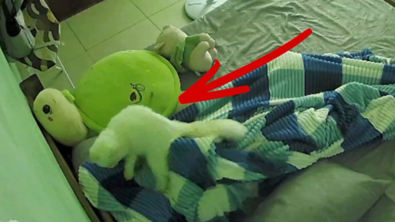 Video: Weckdienst auf vier Pfoten: Gelangweilte Katze lässt Besitzerin nicht schlafen