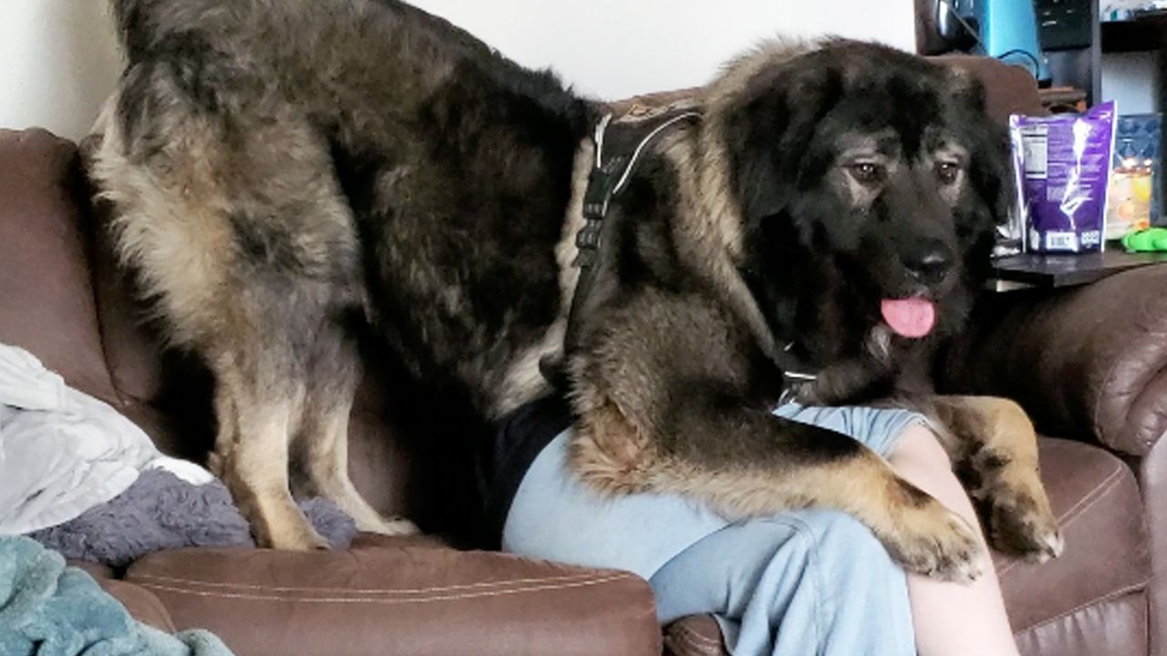 Video: Riesenbrocken: Junger Hund begräbt Frau unter sich