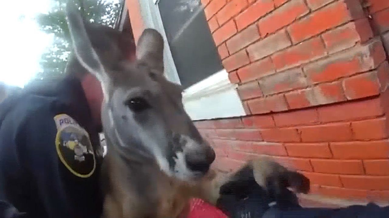 Wieder ausgebüxt: Polizei schnappt Känguru in Colorado – zum zweiten Mal