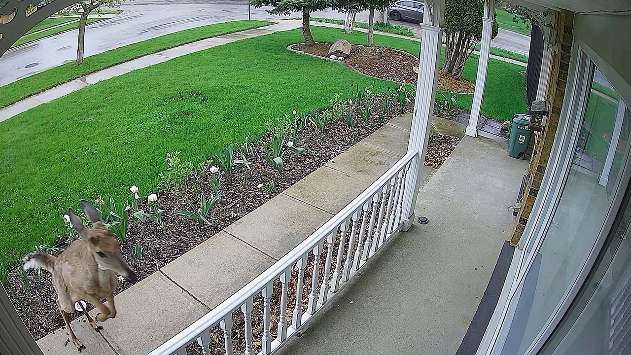 Video: Flink unterwegs: Hirsch knallt gegen Haus und räumt Geländer ab