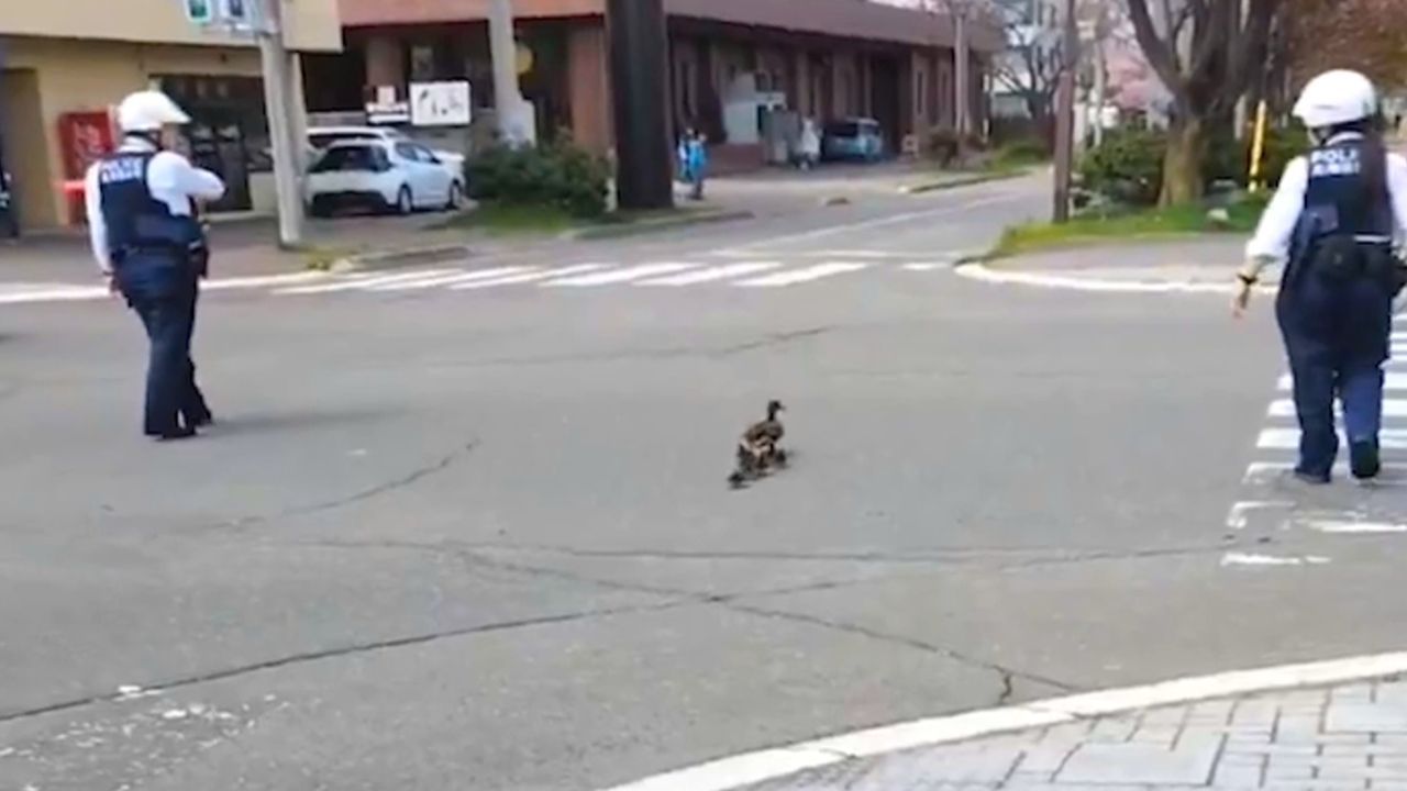 Vögel im Verkehr: Polizisten helfen Entenfamilie über die Straße