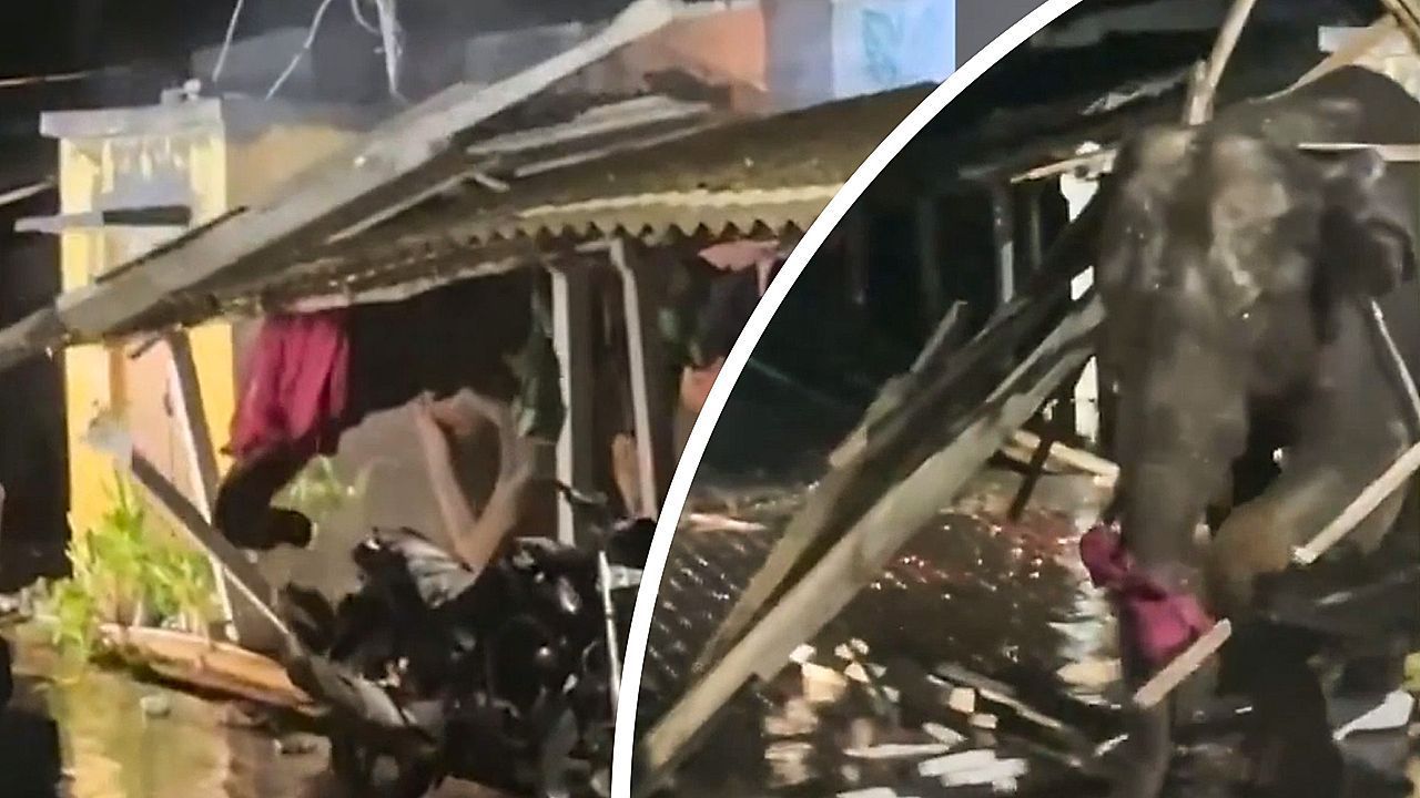 Nächtliche Randale: Elefant marschiert durch Wellblechhaus