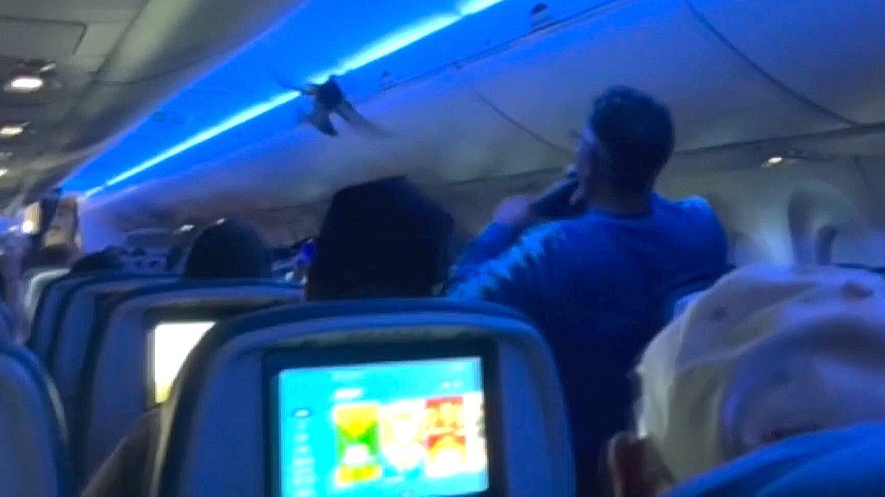 Video: Blinde Passagiere im Flieger: Tauben sorgen bei Delta vor Abflug für Chaos