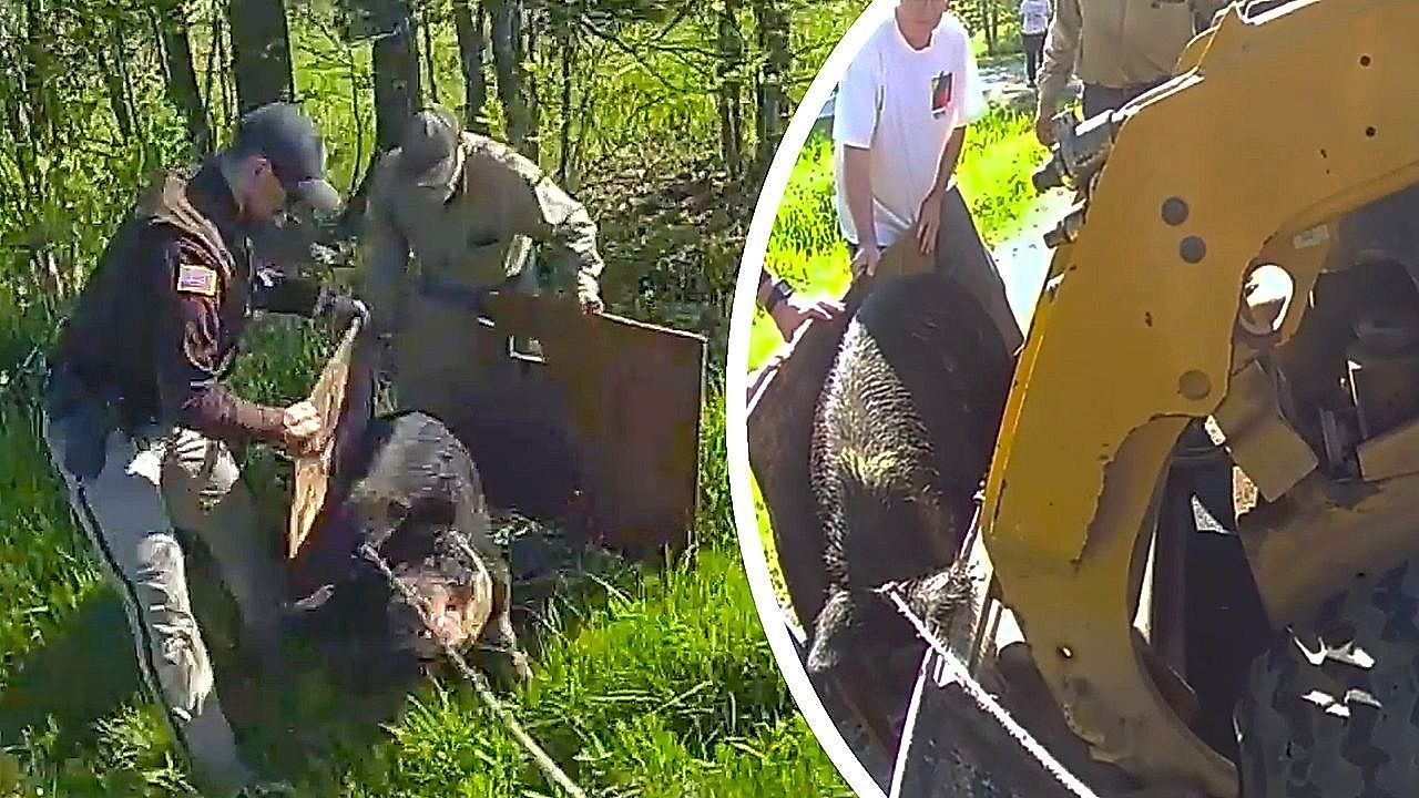 Schweres-Ger-t-Polizisten-fangen-Schwein-mit-Bulldozer-ein