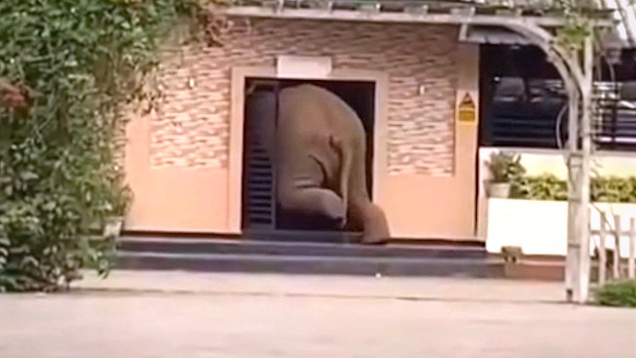 Ungebetener Gast: Wilder Elefant spaziert in Universität