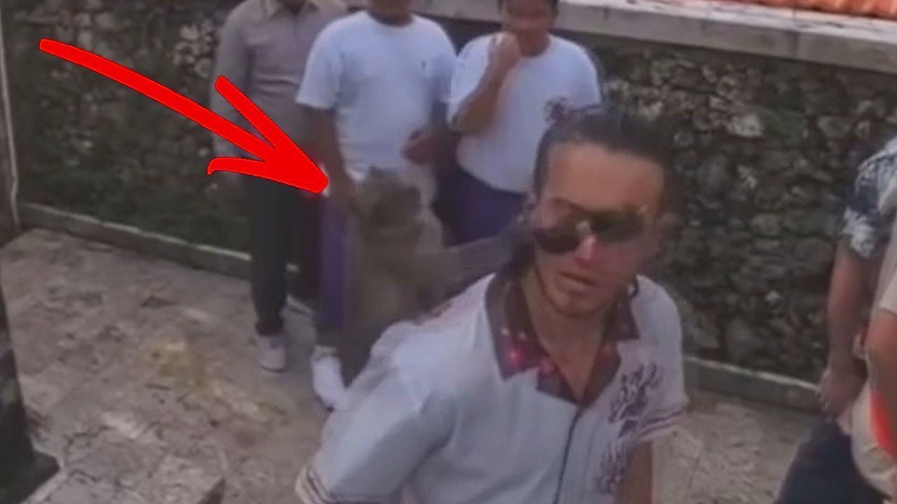 Tierischer Wegelagerer: Affe klaut Touristen im idealen Moment die Sonnenbrille