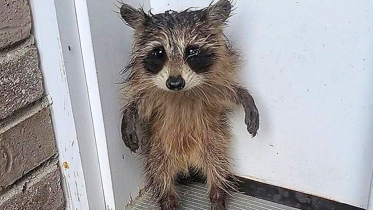 Completely soaked: Raccoon baby stands in front of house in Massachusetts