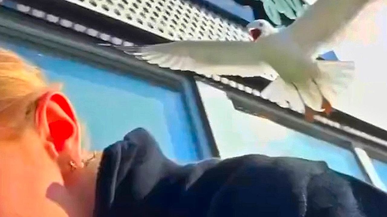 Aufdringlicher Stalker: Möwe jagt Teenagerin in Einkaufszentrum
