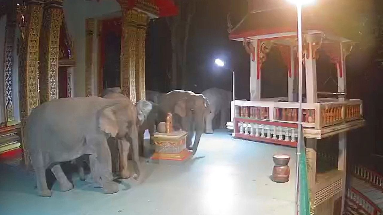 Tierischer Tempelbesuch in Thailand: Elefantenherde schaut zum Abendgebet vorbei