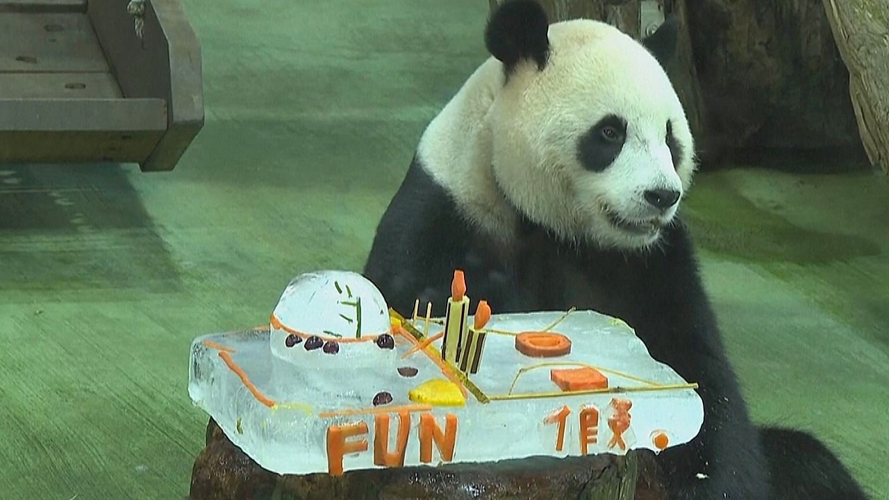 Happy Birthday, Yuanbao! Panda in Taipeh wird fünf Jahre alt