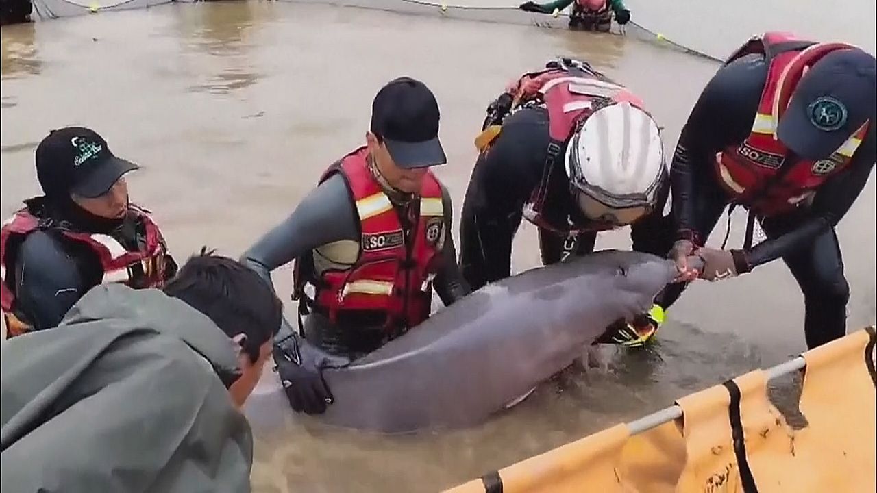 Rettung in letzter Minute: 27 Flussdelfine aus isolierten Lagunen befreit