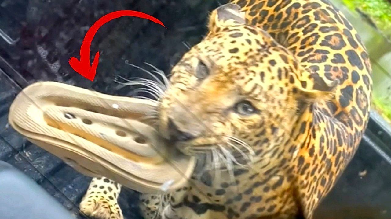 Neues Spielzeug für Raubkatze: Leopard klaut Badelatsche bei Safari in Thailand