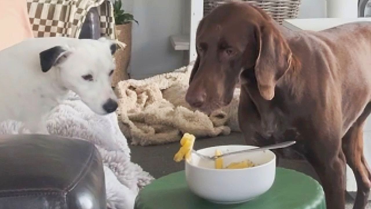 Essen-von-Frauchen-vor-der-Schnauze-Hunde-haben-unglaubliche-Selbstbeherrschung
