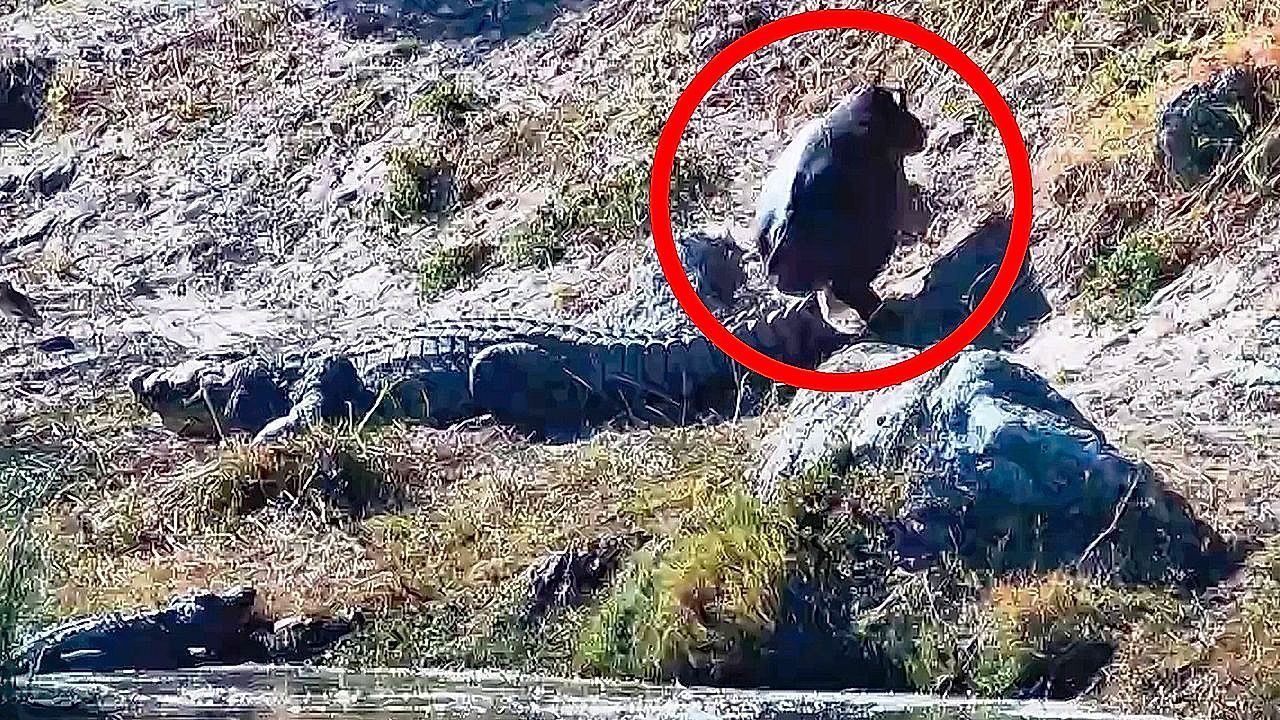 Video: Baby-Nilpferd völlig unbekümmert: Kleines Hippo setzt sich frech auf Krokodilschwanz