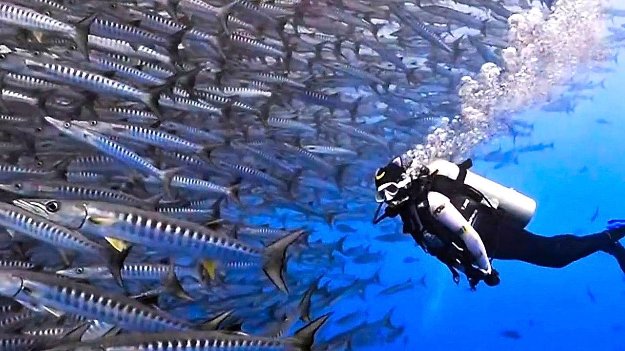 Traffic Jam Underwater: Diver Encounters Giant School of Fish