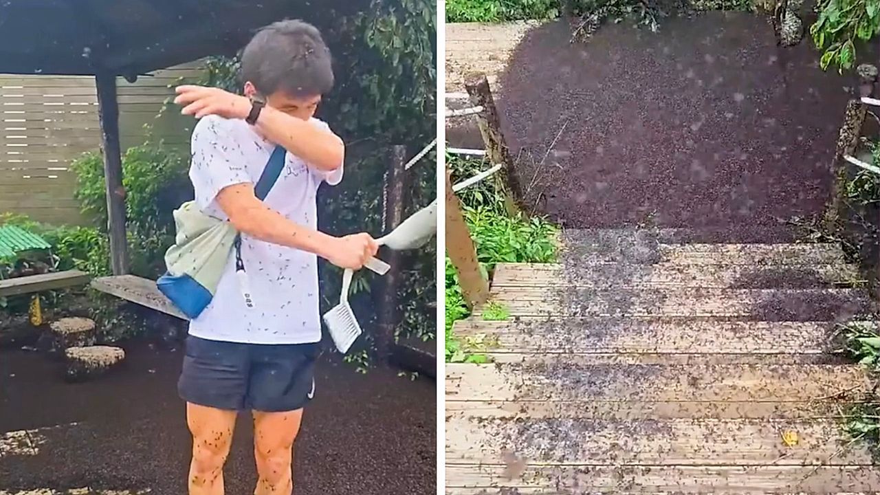 Insektenplage Millionen Märzfliegen machen Wanderern in Südkorea das Leben schwer