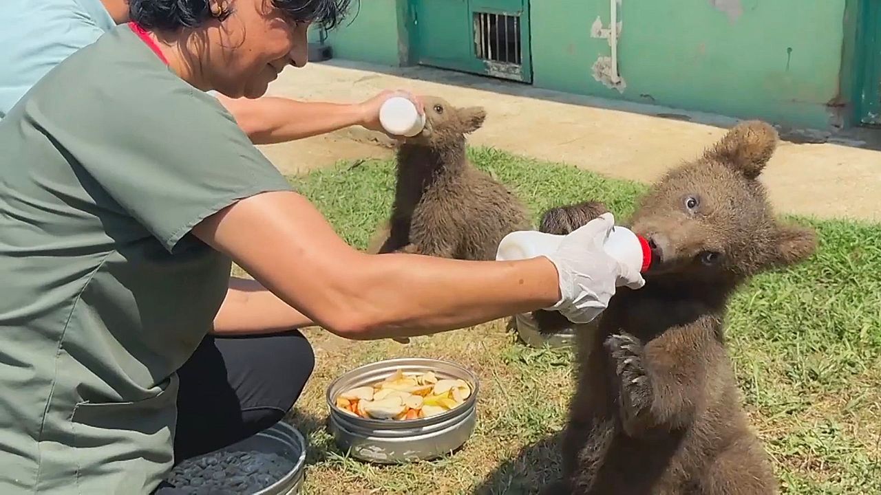 Verwaist in der Wildnis gefunden: Bärenbabys in der Türkei bekommen zweite Chance