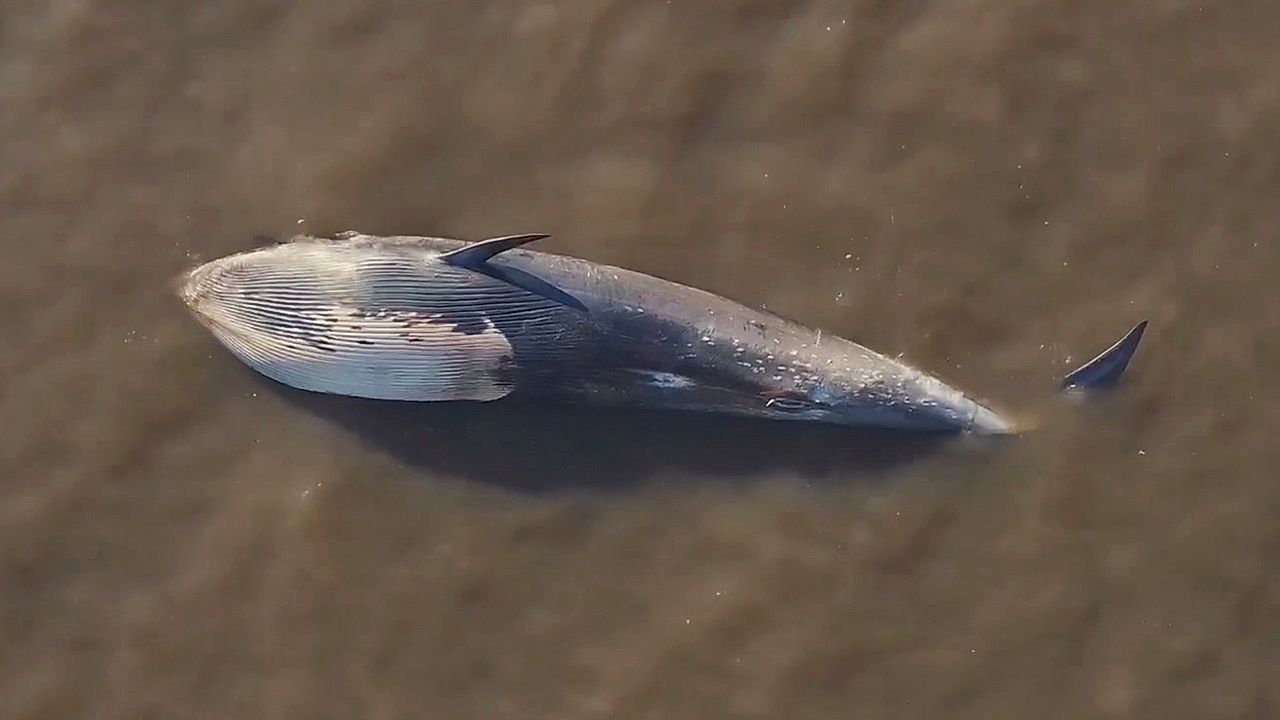 Rätselhafter Fund: Toter Wal strandet bei Buenos Aires
