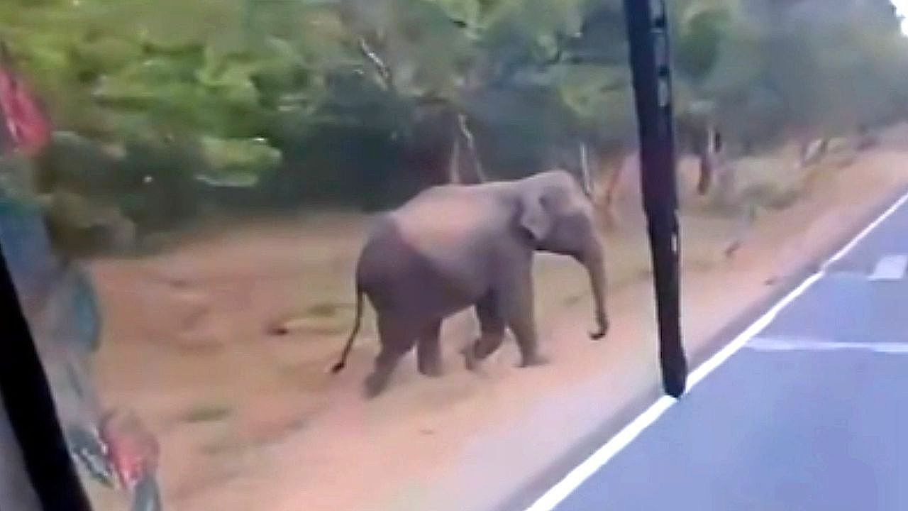 Video: Tierischer Wegelagerer: Elefant stoppt Zuckerrohr-Lkw