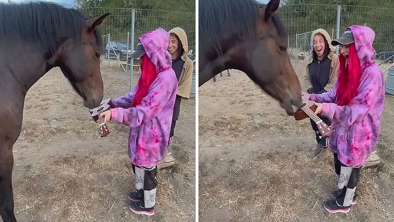 Video: Tierischer Musiker: Pferd spielt Ukulele