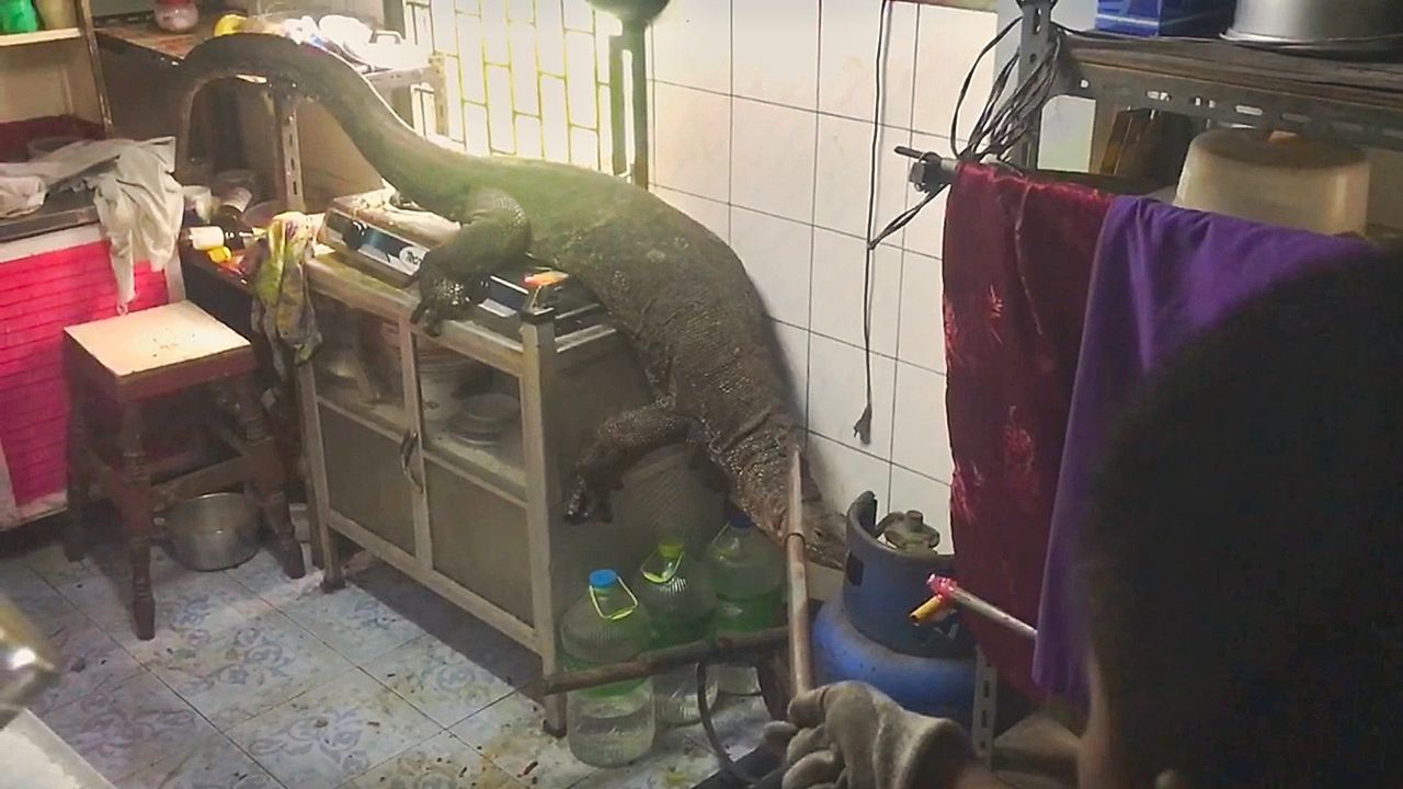 Video: „Godzilla“ im Haus: Paar entdeckt Riesenwaran in der Küche