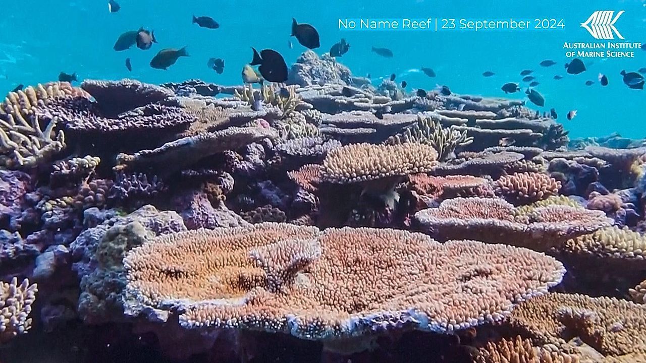 Video: Massensterben im Great Barrier Reef: Rekordmenge an Korallen verloren
