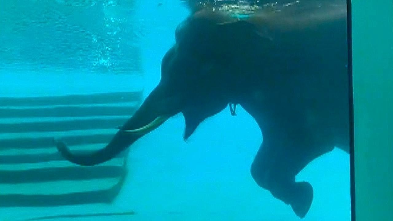 Fünf Tonnen Eleganz: Elefant schwebt durch Wasserbecken