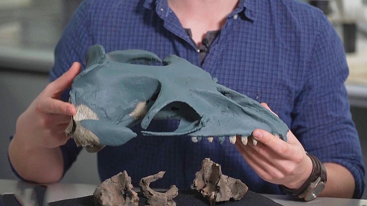 Video: „Tennisball-Augen“ und scharfe Zähne: Neue prähistorische Walart in Australien entdeckt