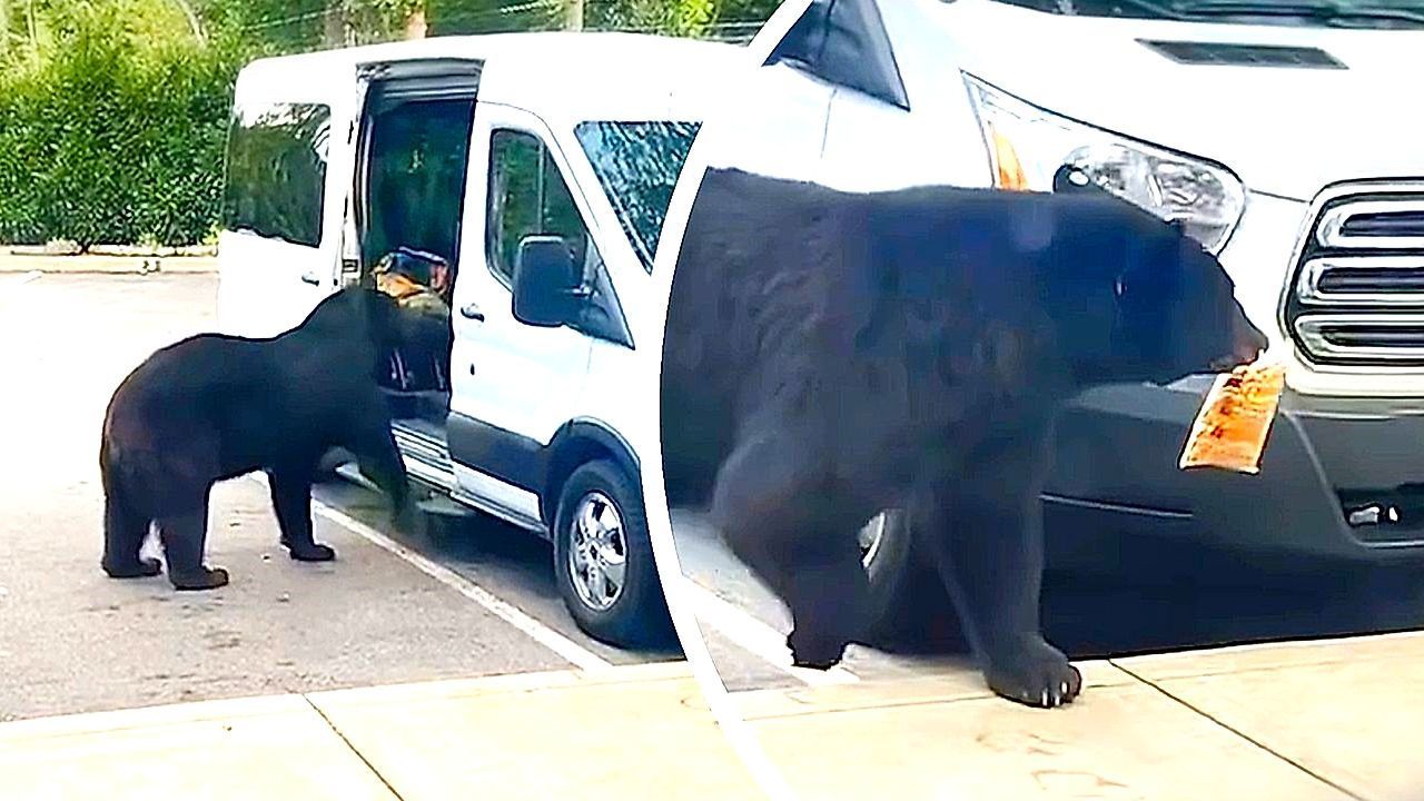 Video: Familie will Wagen ausladen – hungriger Bär stibitzt Schweinekrusten