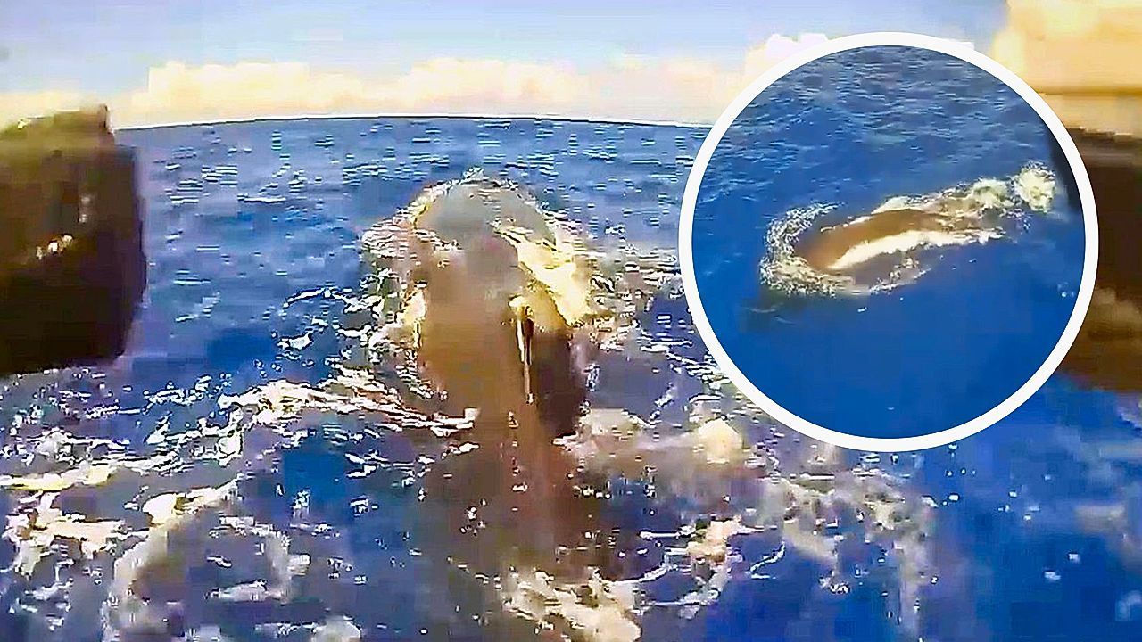 Video: Mit Drohnen auf Waljagd: Forscher testen neue Beobachtungsmethode