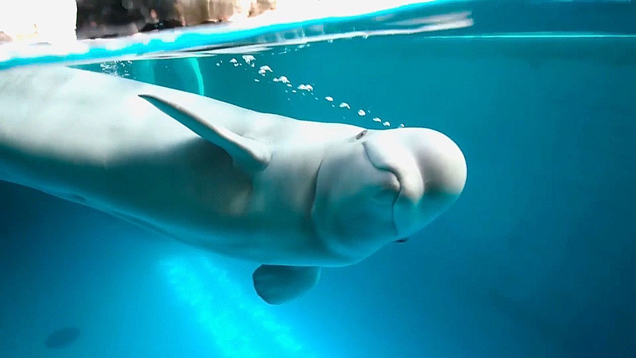 Video: Wal-OP mit Vollnarkose: Beluga unterzieht sich weltweit ersten Eingriff in Chicago
