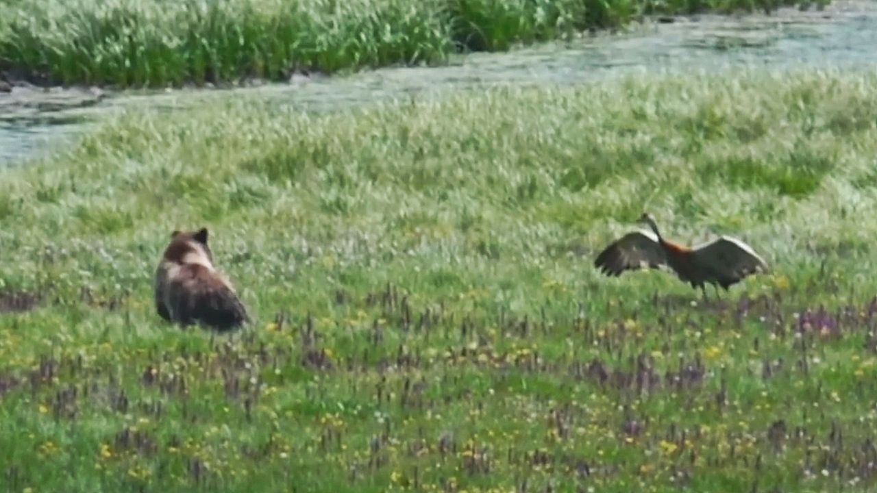 Picked a Fight with the Wrong Bird: Crane Chases Bear through National Park