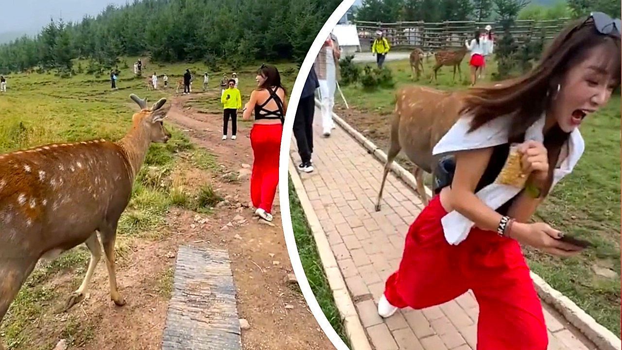 Video: Frecher Hirsch jagt Touristin und will ihre Bluse stibitzen