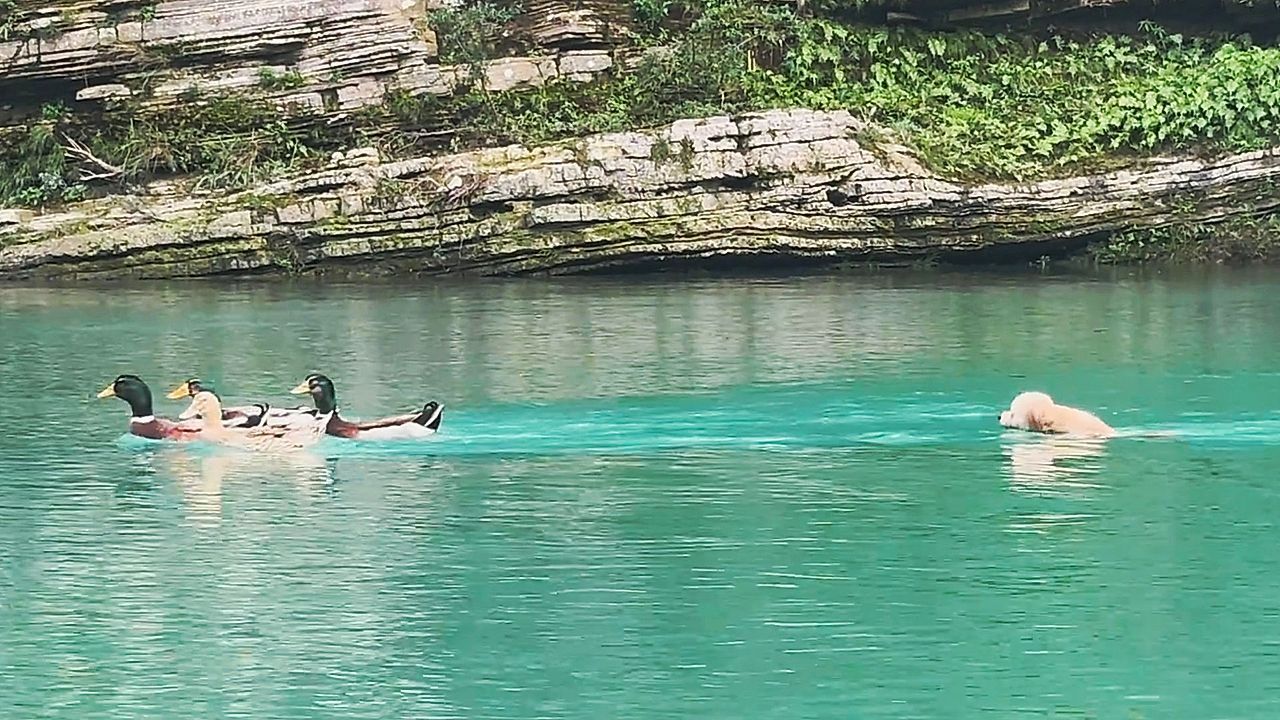 Video: Hund will Enten jagen – Vögel bleiben extrem entspannt
